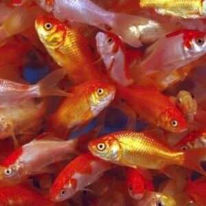Assorted Gold Fish 1.2 to 1.5 inch